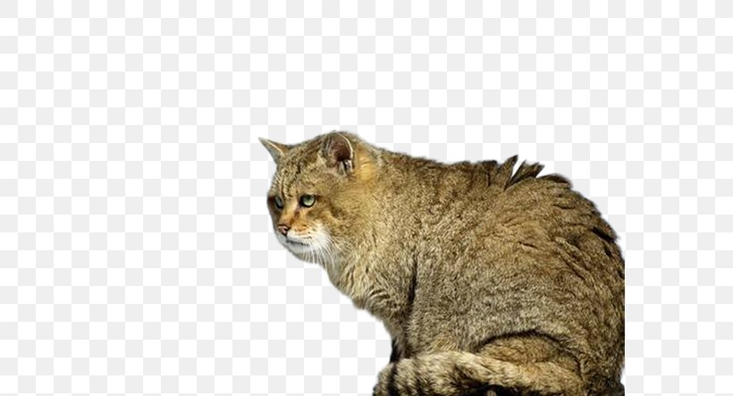 Prionailurus Bengalensis Euptilurus Wildcat Kitten Lynx, PNG, 582x443px, Cat, Animal, Bobcat, Carnivoran, Cat Like Mammal Download Free