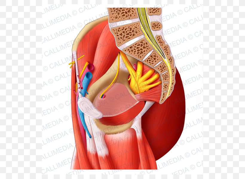 Sacral Plexus Nerve Plexus Pudendal Nerve Sacrum Lumbar Plexus, PNG, 600x600px, Watercolor, Cartoon, Flower, Frame, Heart Download Free