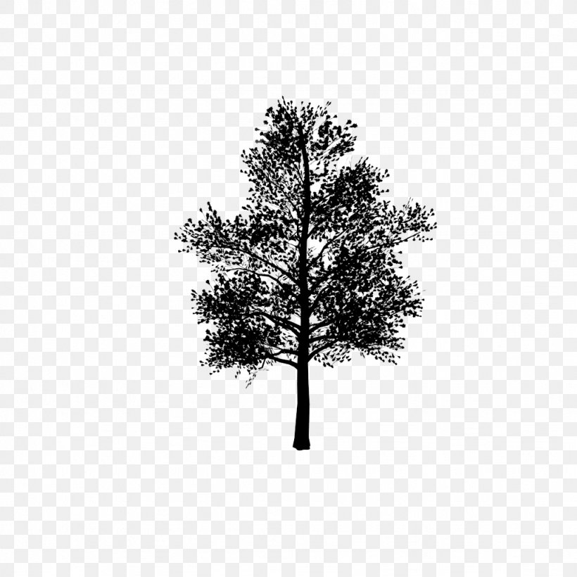 3D Modeling 3D Computer Graphics Pine Twig, PNG, 1024x1024px, 3d Computer Graphics, 3d Modeling, Black And White, Branch, Computer Software Download Free