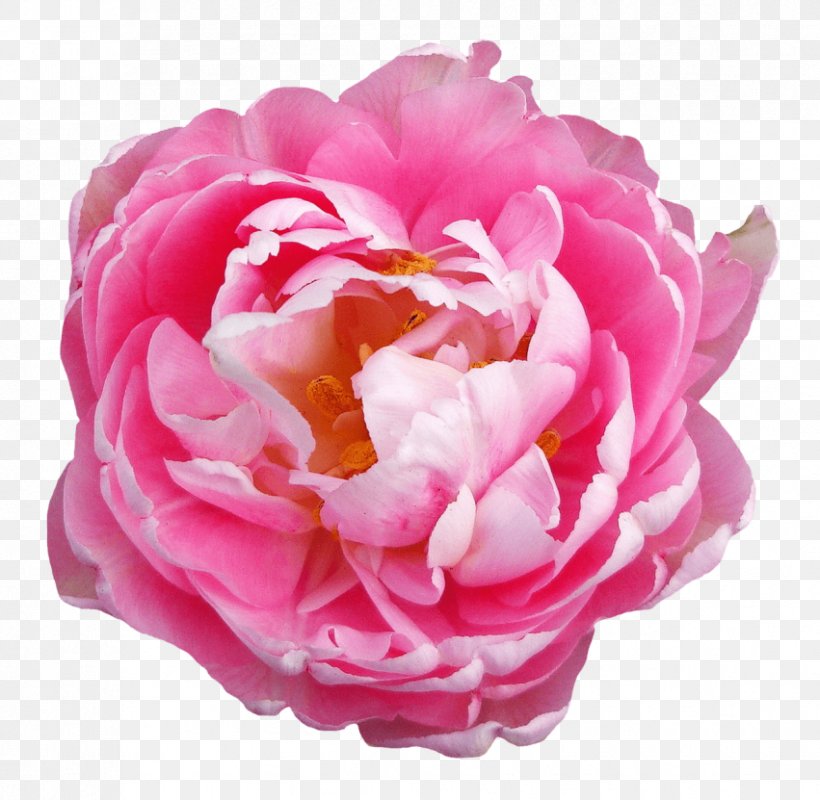 Clinique Française Rose Flower Clip Art, PNG, 851x831px, Rose, Cut Flowers, Floral Design, Floribunda, Flower Download Free