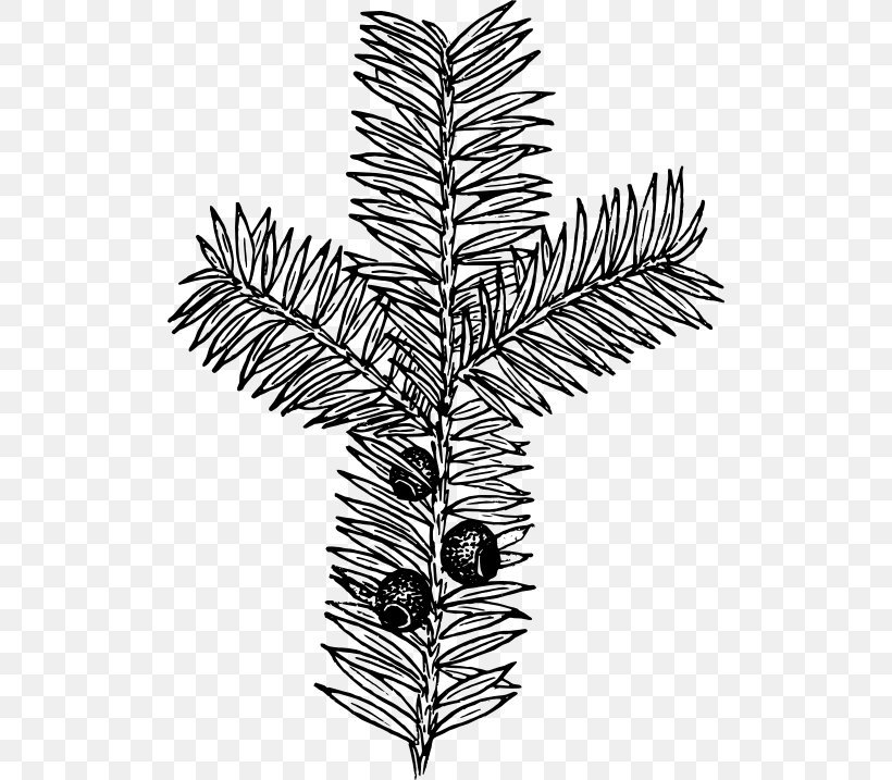 Drawing Botany Plant Clip Art, PNG, 512x717px, Drawing, Black And White, Botany, Branch, Conifer Download Free