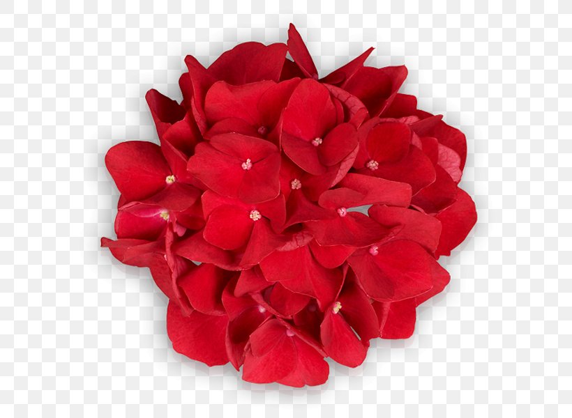 Garden Roses Cut Flowers Petal, PNG, 600x600px, Garden Roses, Cut Flowers, Flower, Flowering Plant, Garden Download Free