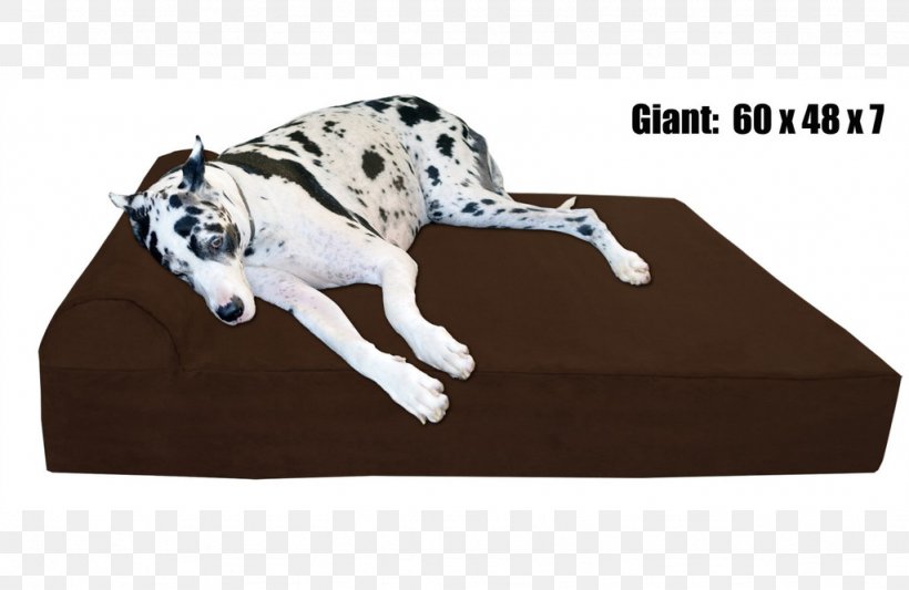 Great Dane Bed Pet Big Barker Dog Breed, PNG, 1024x666px, Great Dane, Bed, Breed, Carnivoran, Dalmatian Download Free