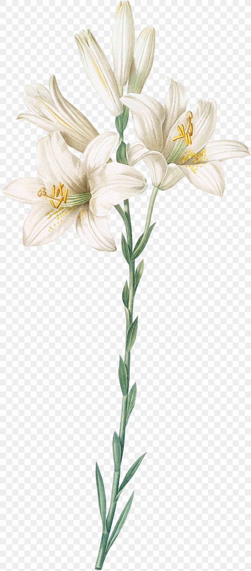 Madonna Lily Orange Lily Botanical Illustration Botany Cut Flowers, PNG