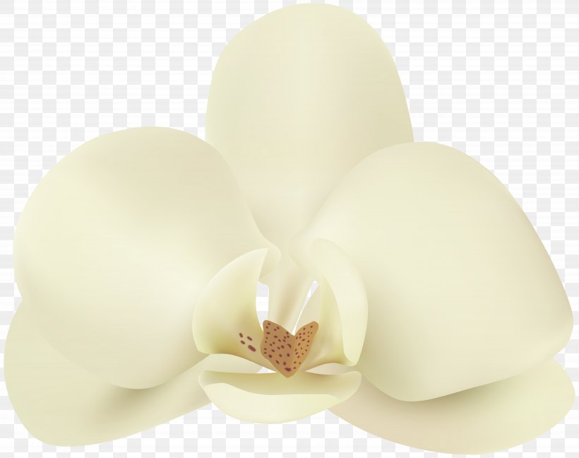 Petal Flower Lighting, PNG, 8000x6323px, Petal, Flower, Lighting Download Free