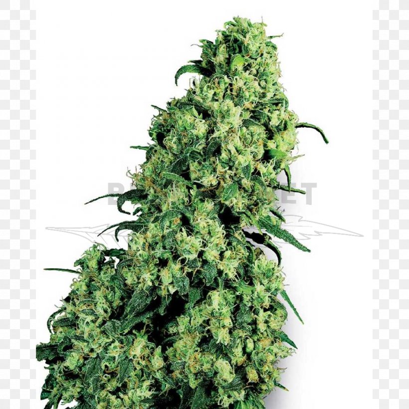 Skunk Cannabis Sativa Marijuana Seed, PNG, 1000x1000px, Skunk, Autoflowering Cannabis, Breed, Cannabis, Cannabis Sativa Download Free