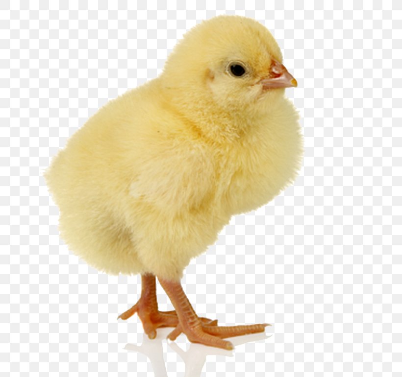 Chicken Kifaranga Desktop Wallpaper, PNG, 755x770px, Chicken, Beak, Bird, Chicken As Food, Egg Download Free