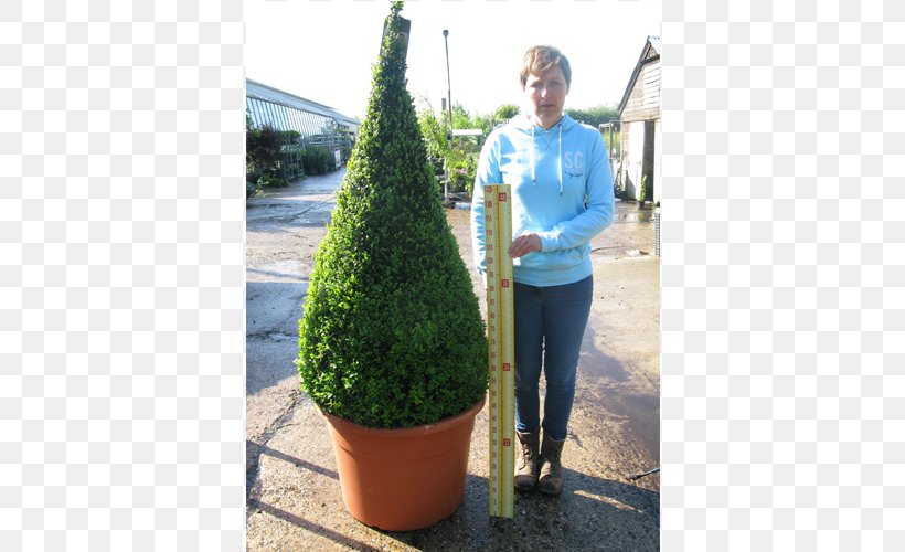 English Yew Buxus Sempervirens Topiary Hedge Evergreen, PNG, 500x500px, English Yew, Ball, Box, Buxus Sempervirens, Cone Download Free