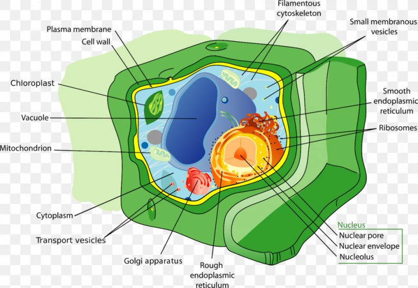 Plant Cell Organelle Vacuole, PNG, 1000x690px, Watercolor, Cartoon, Flower, Frame, Heart Download Free