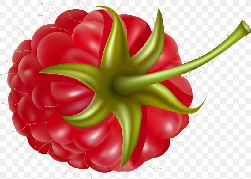 Red Raspberry Fruit Clip Art, PNG, 1115x795px, Raspberry, Bell Pepper, Bell Peppers And Chili Peppers, Black Raspberry, Blackberry Download Free