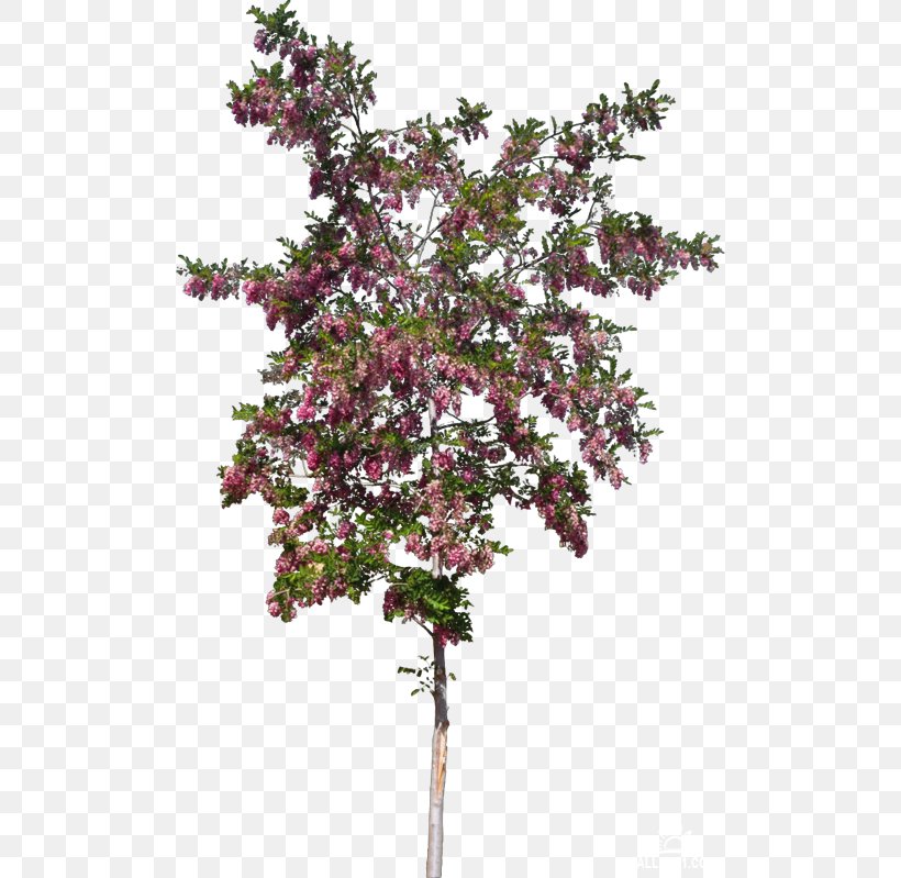 Twig Shrub Flower Plant Tree, PNG, 500x799px, Twig, Blossom, Branch, Flower, Flowering Plant Download Free
