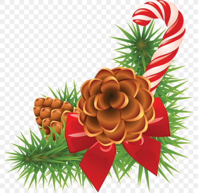 Clip Art Conifer Cone Christmas Day Pine, PNG, 789x800px, Conifer Cone, Art, Branch, Christmas, Christmas Day Download Free