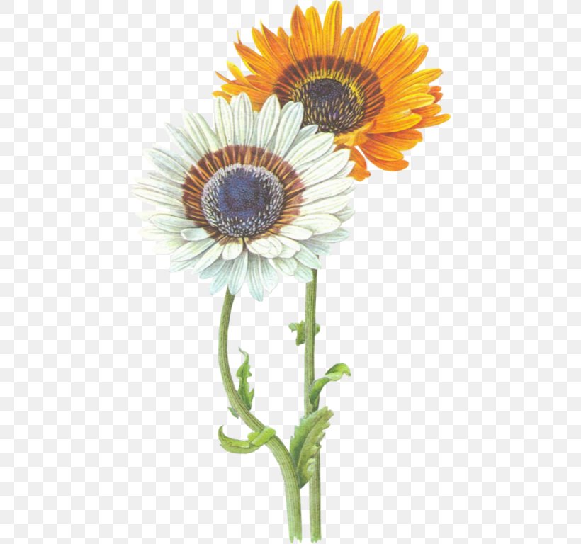 Common Sunflower Transvaal Daisy Common Daisy, PNG, 454x768px, Common Sunflower, Color, Common Daisy, Cut Flowers, Daisy Download Free