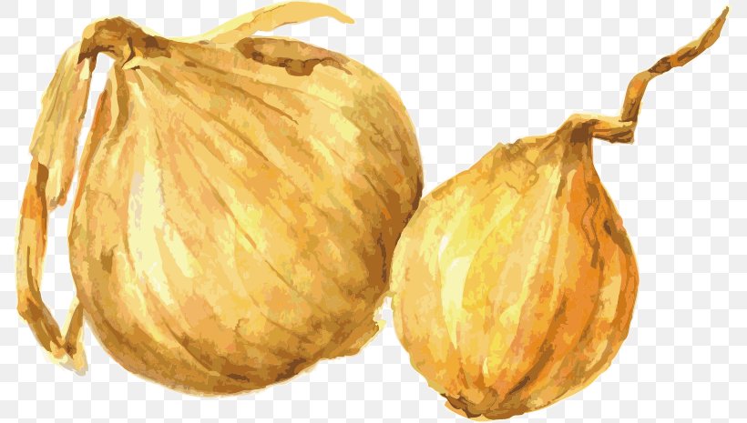Drawing Watercolor Painting Onion Illustration, PNG, 789x465px, Drawing, Calabaza, Commodity, Cucumber Gourd And Melon Family, Cucurbita Download Free