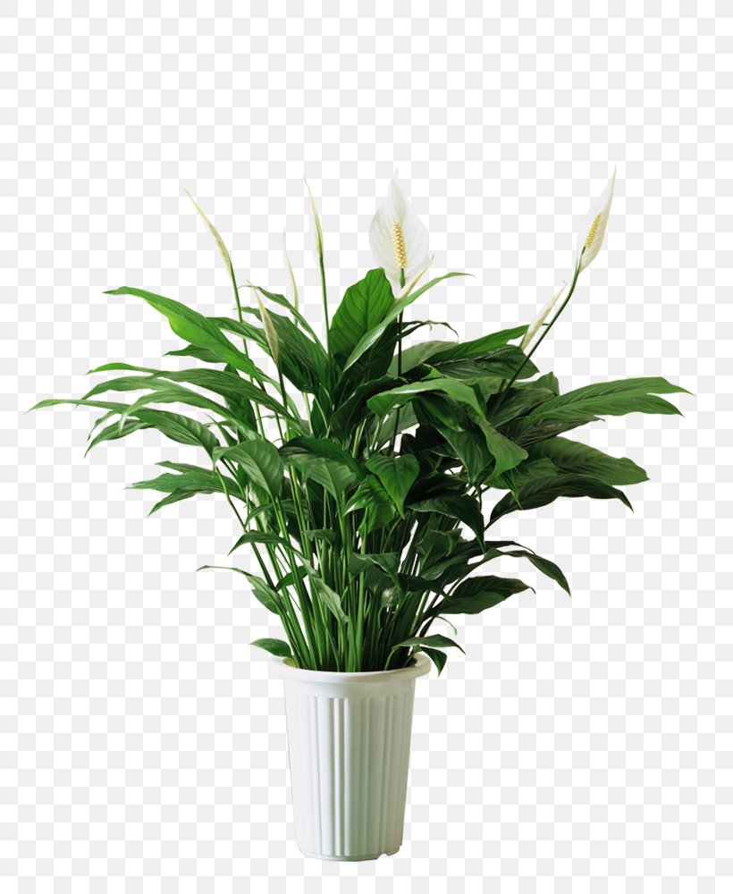 Spathiphyllum Kochii Plant Bedroom Formaldehyde Air, PNG, 775x1000px, Spathiphyllum Kochii, Air, Air Purifier, Artificial Flower, Bed Download Free