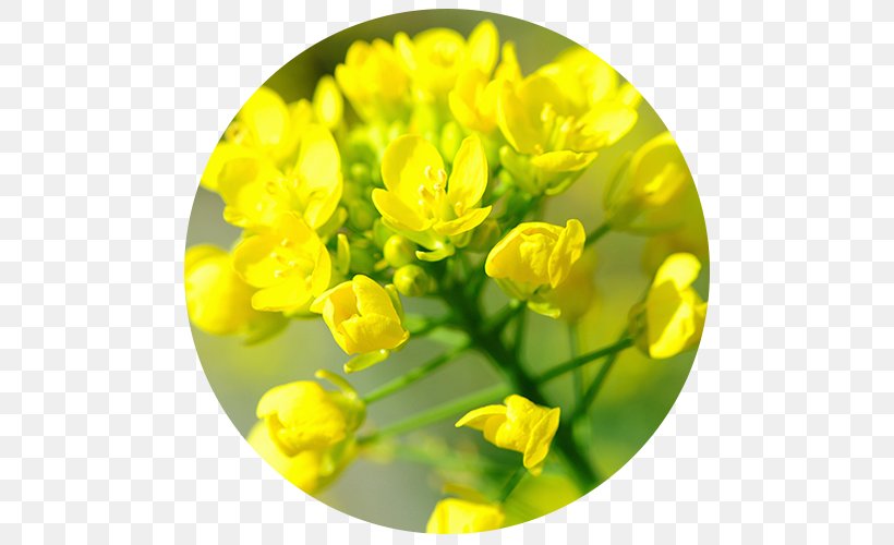 Canola Brassica Rapa Rapeseed Must Brassica Juncea, PNG, 500x500px, Canola, Black Mustard, Brassica, Brassica Juncea, Brassica Rapa Download Free