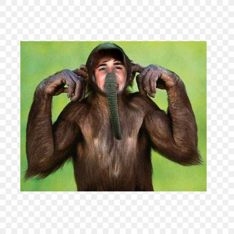 Common Chimpanzee Monkey Orangutan Photography, PNG, 1000x1000px, Common Chimpanzee, Arm, Chimpanzee, Face, Great Ape Download Free