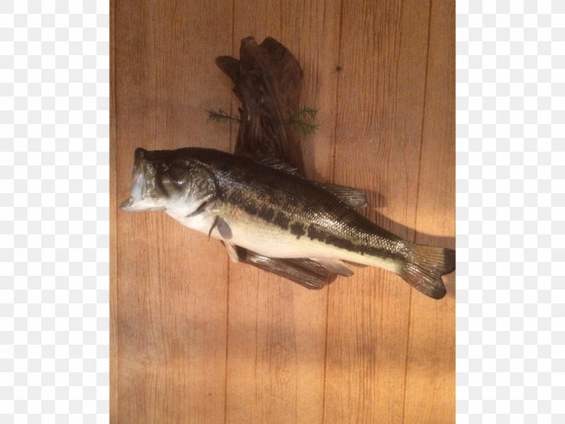 Fish Salmon Trout Barramundi Animal, PNG, 1080x810px, Fish, Animal, Barramundi, Bass, Bass Guitar Download Free