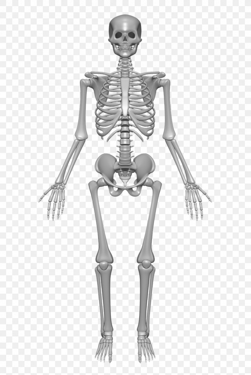 Human Skeleton Human Body Anatomy Bone, PNG, 856x1280px, Watercolor, Cartoon, Flower, Frame, Heart Download Free
