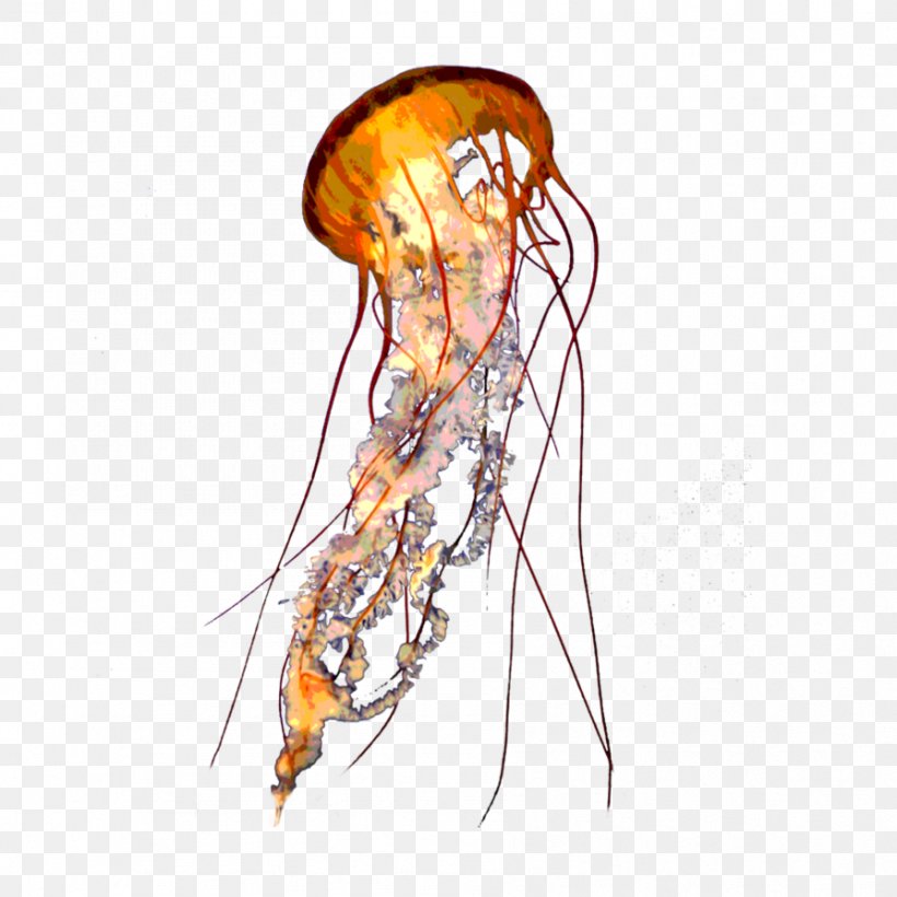 Lion's Mane Jellyfish Transparency And Translucency Aurelia Aurita, PNG, 894x894px, Jellyfish, Animal, Aurelia Aurita, Color, Deep Sea Creature Download Free