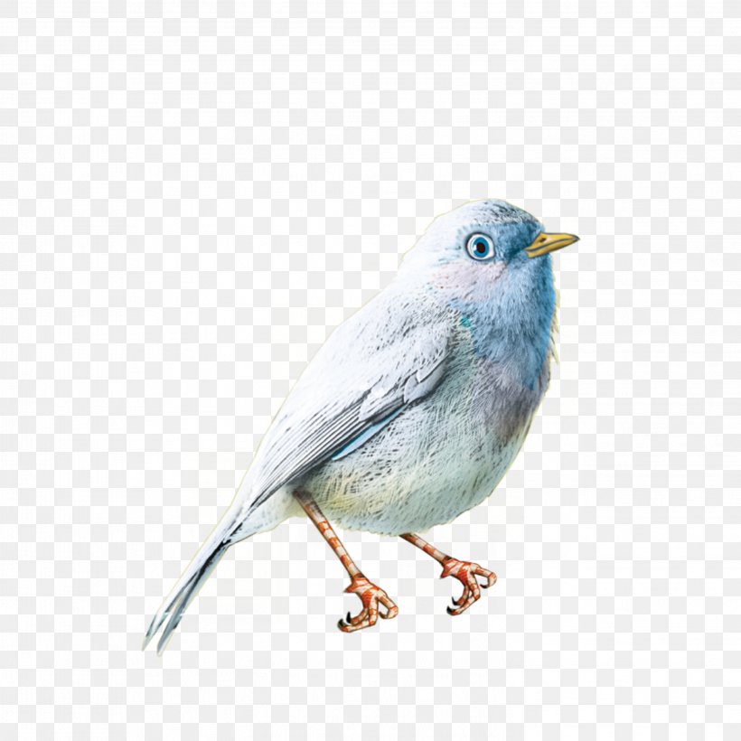 Bird Photography Clip Art, PNG, 2953x2953px, Bird, Animation, Beak, Bluebird, Emberizidae Download Free