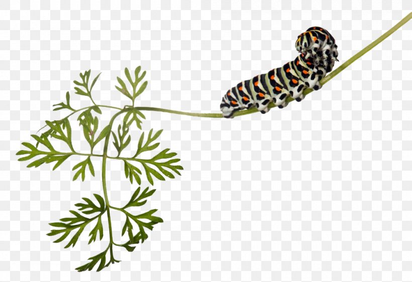 Butterfly Insect Worm Caterpillar, PNG, 1000x686px, Butterfly, Bozzolo, Branch, Cartoon, Caterpillar Download Free