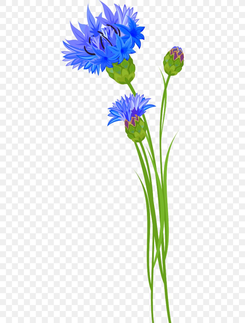 Cornflower Clip Art Vascular Plant, PNG, 412x1080px, Flower, Aquarium Decor, Art, Aster, Cornflower Download Free