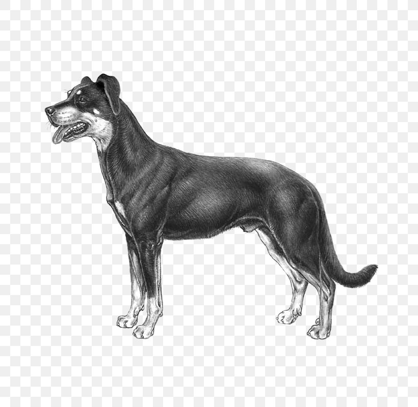 Great Dane Beauceron Majorca Shepherd Dog Dog Breed Pyrenean Shepherd, PNG, 800x800px, Great Dane, Alaunt, American Pit Bull Terrier, American Staffordshire Terrier, Ancient Dog Breeds Download Free