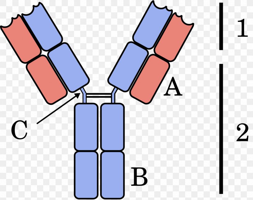 Immunoglobulin Light Chain Serum Free Light-chain Measurement Immunoglobulin Heavy Chain Antibody Multiple Myeloma, PNG, 1280x1013px, Immunoglobulin Light Chain, Antibody, Area, Fragment Antigenbinding, Fragment Crystallizable Region Download Free