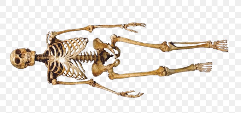 Neanderthal 1 Neandertal Skeleton Skull, PNG, 800x384px, Neanderthal, Animal Figure, Arm, Australian Museum, Body Jewelry Download Free