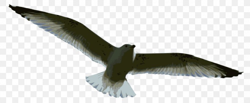 Bird Gulls Flight Drawing, PNG, 1280x530px, Bird, Accipitridae, Animal, Beak, Black Kite Download Free