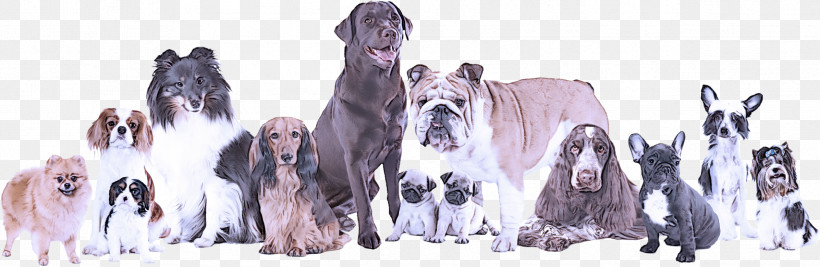 Dog Giant Dog Breed Sporting Group Neapolitan Mastiff Rare Breed (dog), PNG, 2393x781px, Dog, Giant Dog Breed, Neapolitan Mastiff, Rare Breed Dog, Sporting Group Download Free