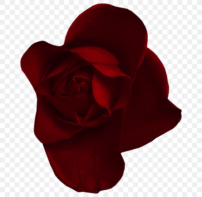 Red Vermelho Escuro Clip Art, PNG, 682x800px, Red, Animation, Black Rose, Cut Flowers, Digital Image Download Free