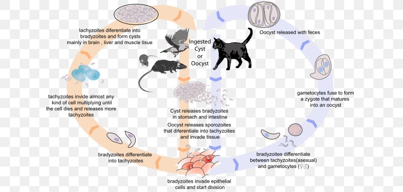 Toxoplasma Gondii Host Toxoplasmosis Biological Life Cycle Felidae, PNG, 640x392px, Watercolor, Cartoon, Flower, Frame, Heart Download Free