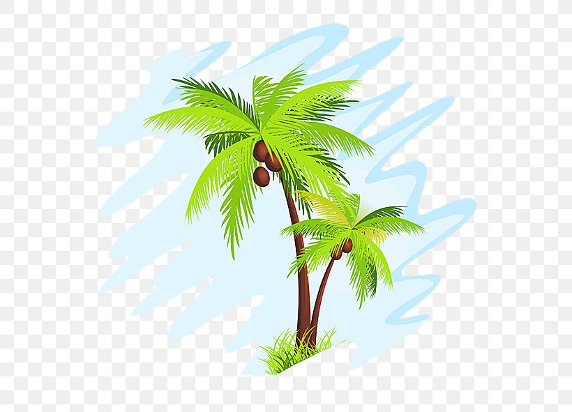 Coconut Arecaceae Clip Art, PNG, 591x591px, Coconut, Arecaceae, Arecales, Branch, Drawing Download Free