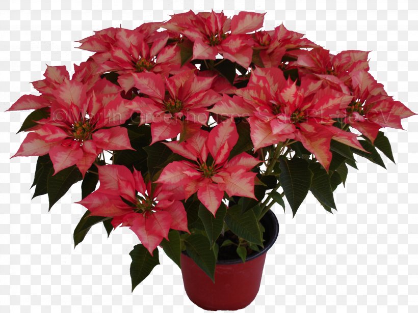 Cut Flowers Flowerpot Poinsettia Houseplant, PNG, 3072x2304px, Cut Flowers, Annual Plant, Buttercup, Floristry, Flower Download Free