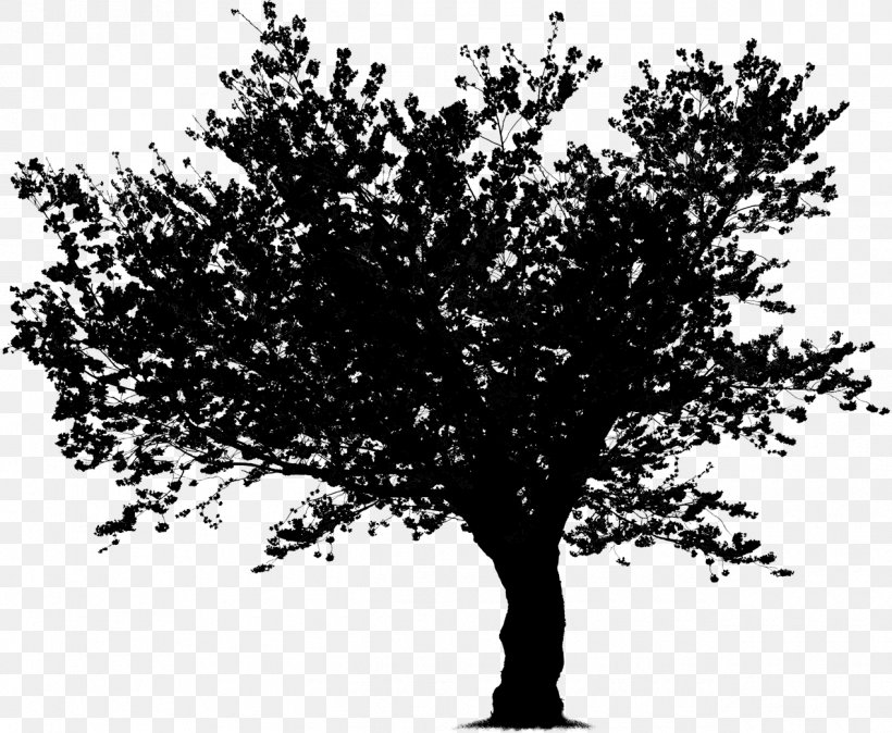 Twig Tree Vector Graphics Image Valley Oak, PNG, 1270x1044px, Twig, Branch, Ecology, Flower, Oak Download Free