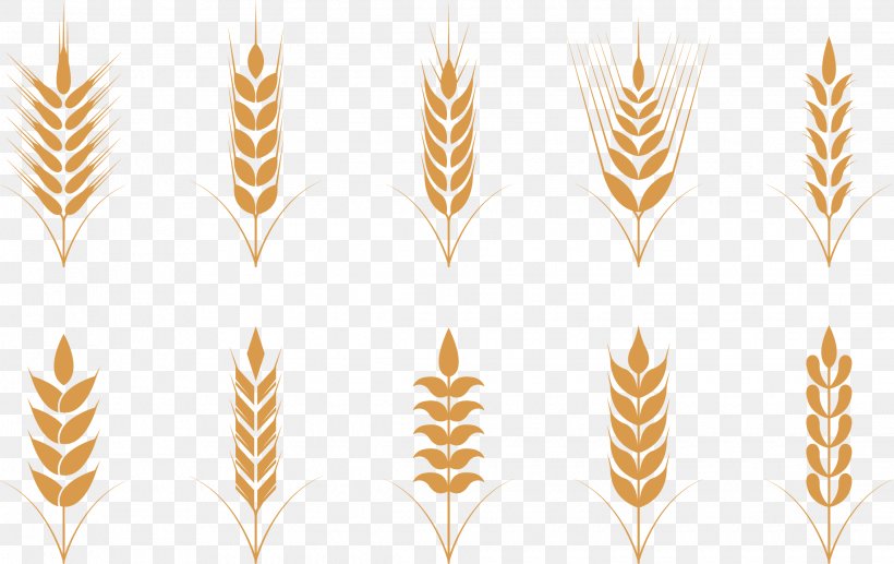 Wheat Oat Ear Icon, PNG, 2270x1432px, Wheat, Cereal, Commodity, Crop, Ear Download Free