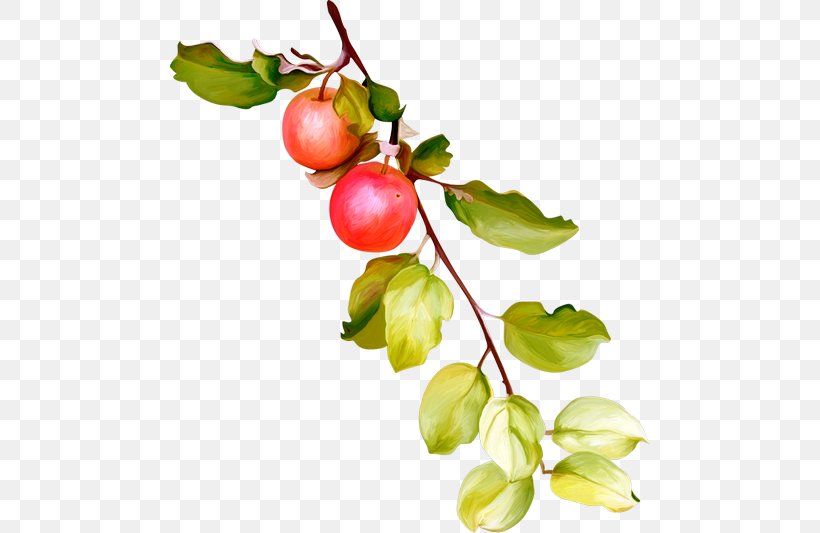 Barbados Cherry Lingonberry Superfood Gooseberry, PNG, 480x533px, Barbados Cherry, Acerola, Acerola Family, Apple, Berry Download Free