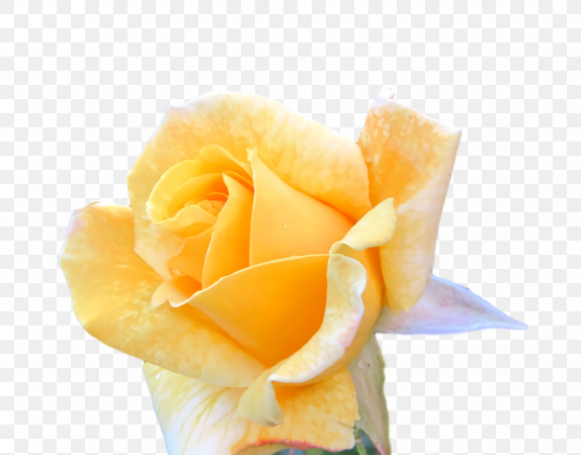 Garden Roses, PNG, 1834x1440px, Garden Roses, Cut Flowers, Flower, Garden, Petal Download Free