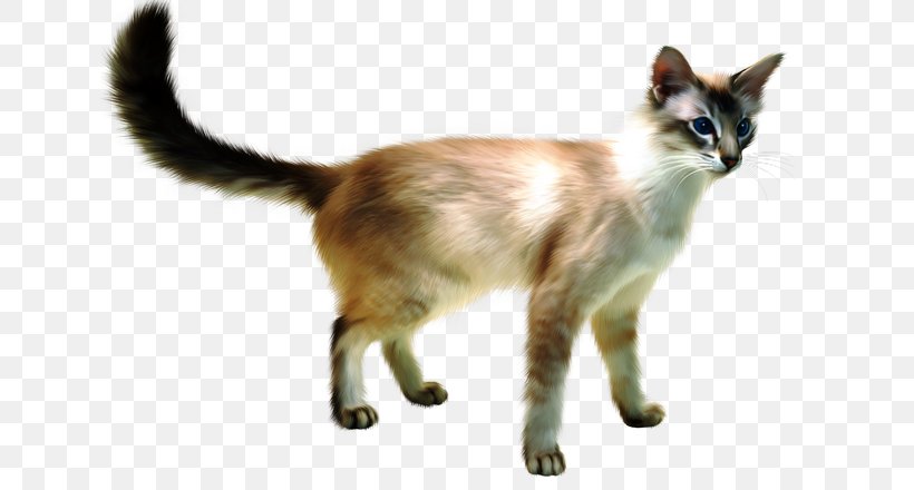 Javanese Cat Siamese Cat Balinese Cat British Shorthair Siberian Cat, PNG, 640x440px, Javanese Cat, Aegean Cat, Asian, Balinese, Balinese Cat Download Free