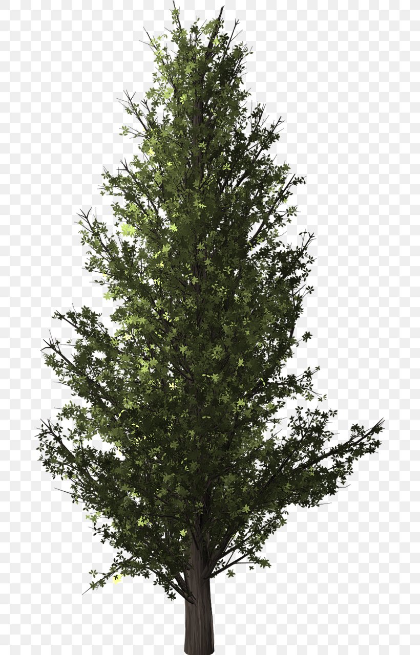 Tree Clip Art Forest Plants Image, PNG, 685x1280px, Tree, American Holly, American Larch, Arizona Cypress, Balsam Fir Download Free