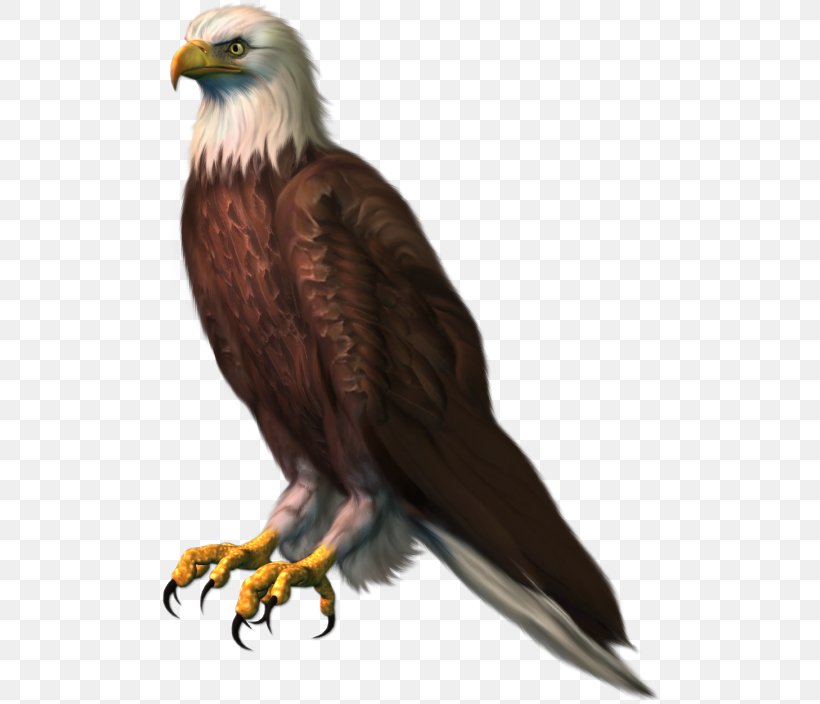 Bald Eagle Clip Art, PNG, 500x704px, Bald Eagle, Accipitriformes, Beak, Bird, Bird Of Prey Download Free