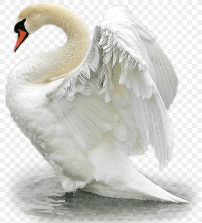 Bird Mute Swan Trumpeter Swan Duck The Magic Swan Geese, PNG, 1087x1200px, Bird, Animal, Beak, Cygnini, Duck Download Free