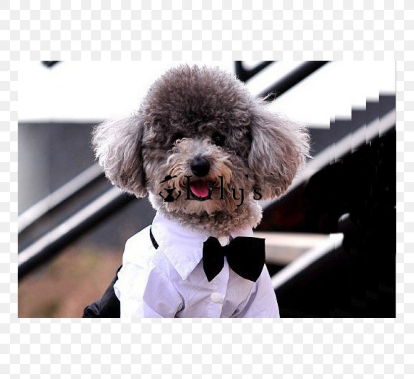 Dog Puppy T-shirt Wedding Dress Suit, PNG, 750x750px, Dog, Bow Tie, Bridegroom, Clothing, Companion Dog Download Free