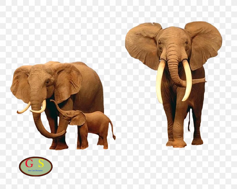 Elephant Giraffe Desktop Wallpaper Kruger National Park, PNG, 1000x800px, Elephant, Africa, African Elephant, Animal, Elephants And Mammoths Download Free
