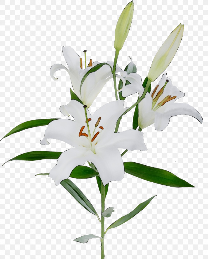 Flower Lily Plant White Stargazer Lily, PNG, 860x1067px, Watercolor, Cut Flowers, Dendrobium, Flower, Lily Download Free