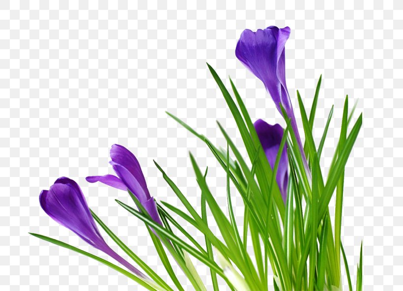 Friday Flower Happiness Wish, PNG, 723x592px, Friday, Akhir Pekan, Crocus, Day, Flower Download Free