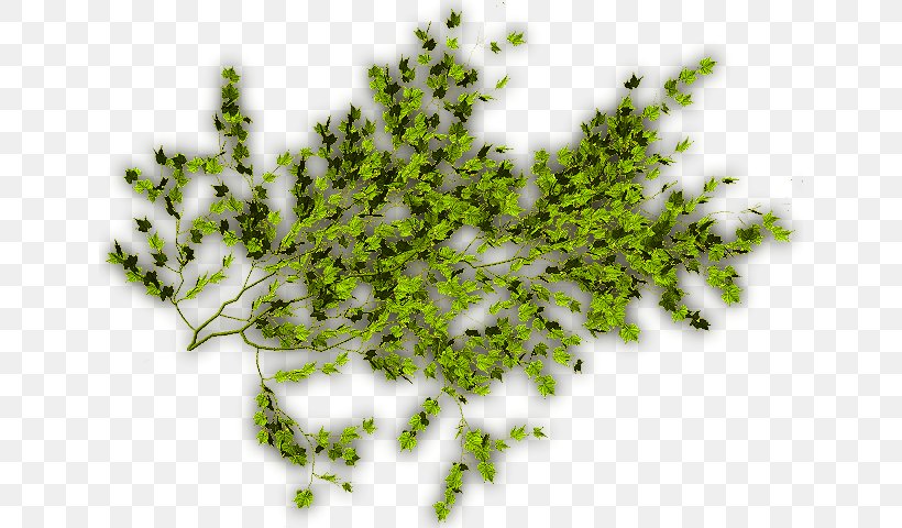 Vegetation Leaf Plant Stem Lawn Font, PNG, 640x480px, Vegetation, Branch, Branching, Grass, Lawn Download Free