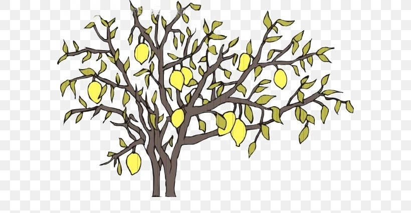 Asian Pear Pyrus Xd7 Bretschneideri, PNG, 592x425px, Asian Pear, Apple, Branch, Coreldraw, Drawing Download Free